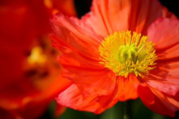 Closeup of a beautiful orange Poppy Flower