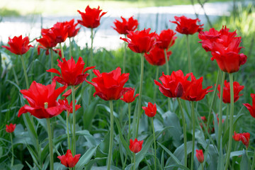 Red tulips blossom in spring