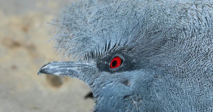 Southern Crowned Pigeon Close Up Head Portrait, Red Eye. Also Known As Sclater's Crowned Pigeon Or Scheepmaker's Crowned Pigeon (Goura Scheepmakeri) - DCi 4K Resolution
