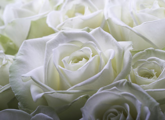 Close-up shot of white roses