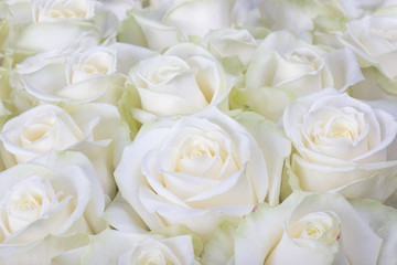 Obraz na płótnie Canvas Close-up shot of white roses