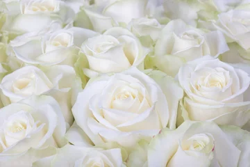 Zelfklevend Fotobehang Close-up shot of white roses © LeysanI
