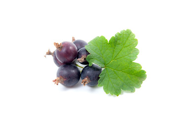 Black currant berry isolated on white. A bunch of black currant..