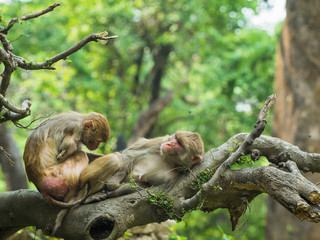Long Tailed Macaque Monkeys. One-armed macaques grooming another monkey, while sitting on the tree branch in a forest