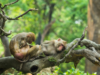 Long Tailed Macaque Monkeys. One-armed macaque grooming another monkey, while sitting on the tree branch in a forest