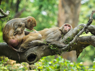 Long Tailed Macaque Monkeys. One-armed macaque grooming another monkey, while sitting on the tree branch in a forest