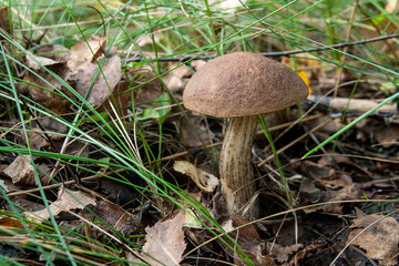 Close up view of brown cap boletus growing in forest.