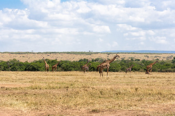 Naklejka premium Landscape with giraffes. Kenya, Africa