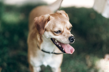 Close-up of cute brown dog outdoors, big eyes puppy with tongue sticking out head portrait, animal adoption concept
