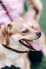 Close-up of cute brown dog outdoors, big eyes puppy with tongue sticking out head portrait, animal adoption concept