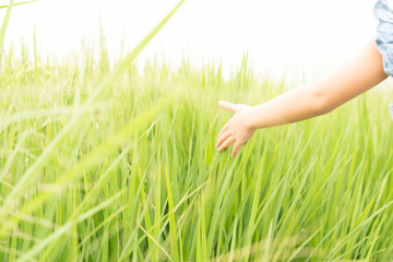 girl hand with rice field