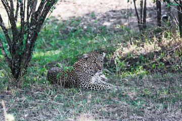 Leopard resting after lunch. Kenya, Africa