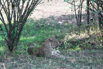Leopard resting in the shade of trees. Kenya, Africa