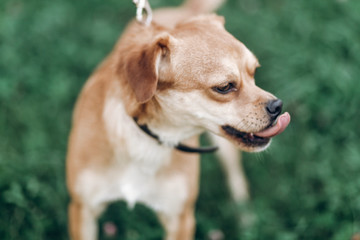 Hungry dog portait, close-up of cute brown puppy licking his lips and nose outdoors in a park, dog food concept