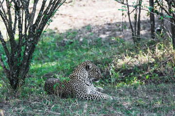 Fototapeta na wymiar Leopard is resting in the shade of trees. Masai Mara, Kenya