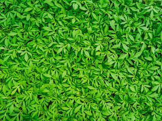 Green Leaf Background