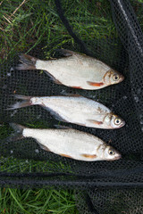 Several freshwater fish: white bream or silver fish, common nase and zope or the blue bream on black fishing net..