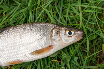 View of single freshwater common nase fish on green grass..