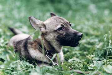 Cute grey dog portrait, close-up of mongrel puppy lying in the grass, animal shelter concept