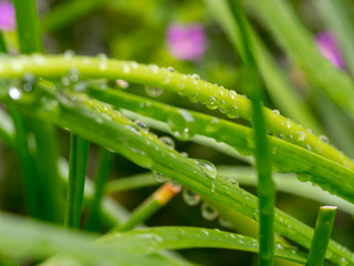 Background image taken in the close up of green leaves and droplets of water.