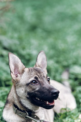 Cute dog looking at owner asking for food, friendly puppy lying in the grass, animal adoption concept