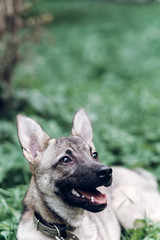 Cute dog looking at owner asking for food, friendly puppy lying in the grass, animal adoption concept