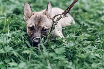Cute grey dog portrait, close-up of mongrel puppy lying in the grass, animal shelter concept