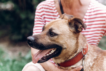 Fototapeta na wymiar Happy dog portait, woman hugging cute mongrel dog outdoors, big eyed puppy posing with tongue out, animal adoption concept