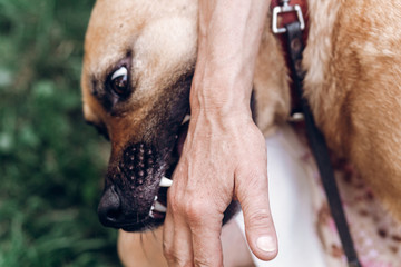 Friendly owner playing with dog, emotional dog pretending to bite hand close-up, animal adoption concept © sonyachny