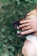 Friendly owner playing with dog, emotional dog pretending to bite hand close-up, animal adoption concept