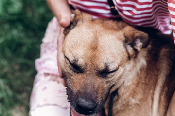 Cute dog bonding with new owner, happy brown dog hugging woman close-up, best friends in the park, animal shelter concept
