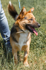 Cute german shepherd puppy smiling outdoors while on a walk in the park, happy brown dog - animal adoption concept