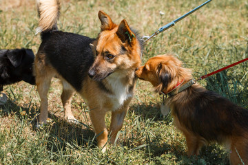 Cute little dogs making friends and meeting outside in the park, dogs sniffing each other, animal shelter concept