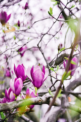 Magnolia sulange bloom. The Tulip tree.
