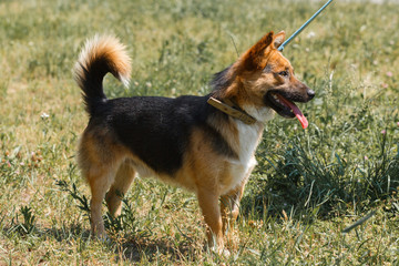 Cute german shepherd puppy smiling outdoors while on a walk in the park, happy brown dog - animal adoption concept