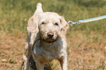 Serious loyal old dog face close-up  on a leash in the park, white fluffy dog walking outdoors, animal shelter concept