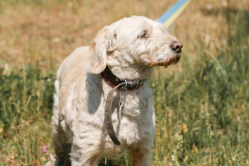 Serious loyal old dog face close-up  on a leash in the park, white fluffy dog walking outdoors, animal shelter concept