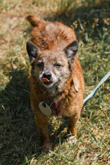 Cute mixed bred small dog posing in the park, mongrel puppy on a walk, animal adoption concept