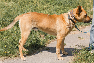 Strong brown dog walking outdoors in the park, mixed bred dog with cute ears on the grass, animal shelter concept