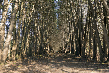 row of trees, the trees without foliage in the spring