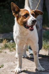 Charming little mixed breed shepherd dog smiling outdoors while on a walk in the park with female owner, dog adoption concept