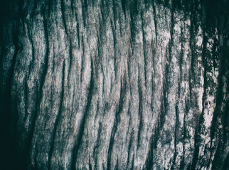 gray wood texture  background