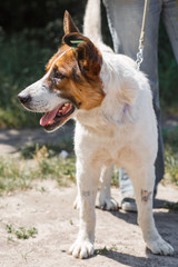 Charming little mixed breed shepherd dog smiling outdoors while on a walk in the park with female owner, dog adoption concept