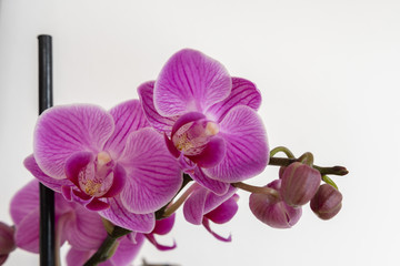 Fototapeta na wymiar Pinke orchidee Blüten auf weissem Hintergrund