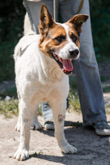 Charming little mixed breed shepherd dog smiling outdoors while on a walk in the park with female owner, dog adoption concept