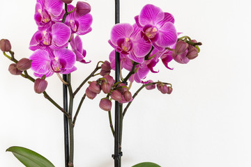 Naklejka na ściany i meble Orchidee isoliert auf weiss