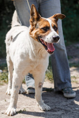Charming little mixed breed shepherd dog smiling outdoors while on a walk in the park with female owner, dog adoption concept