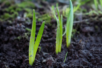 First daffodil shoots of early spring  in the garden. 