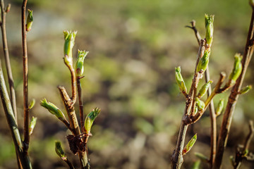 Dissolve the first leaves on the branches of a currant bush.