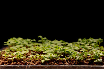 Young shoots of lettuce on black background